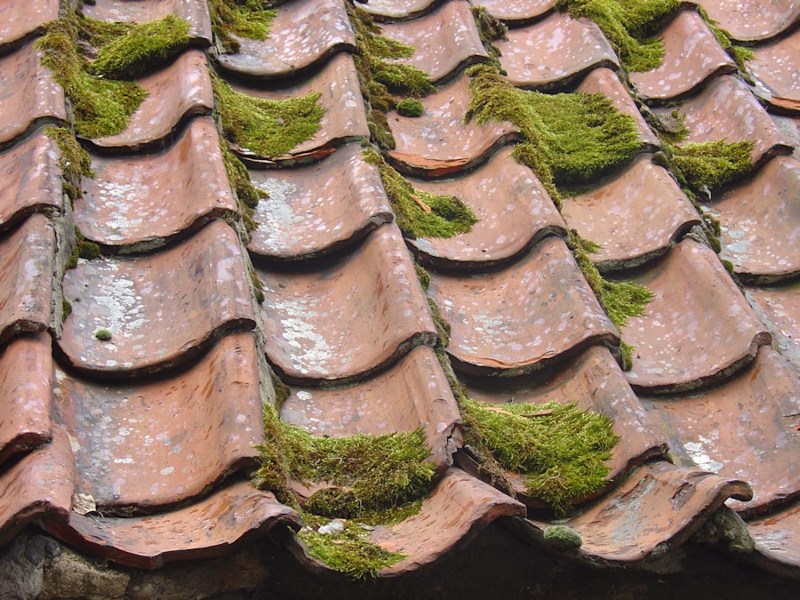 Moss and Lichen Treatment